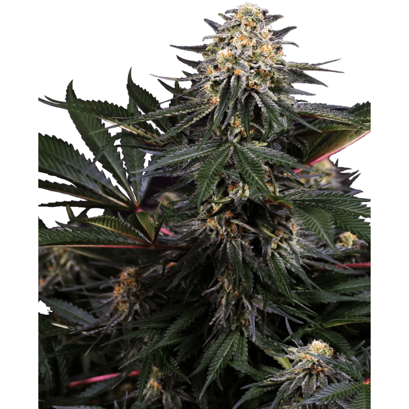 Lockdown Kush Femminizzata semi Sensi Seeds