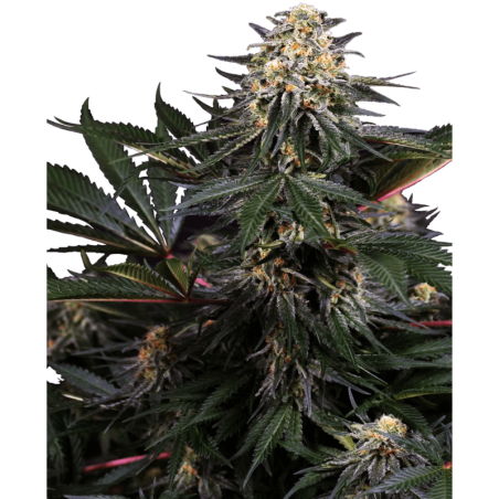 Lockdown Kush Femminizzata semi Sensi Seeds