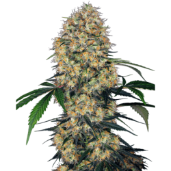 Sensi Amnesia XXL Autofiorente semi Sensi Seeds