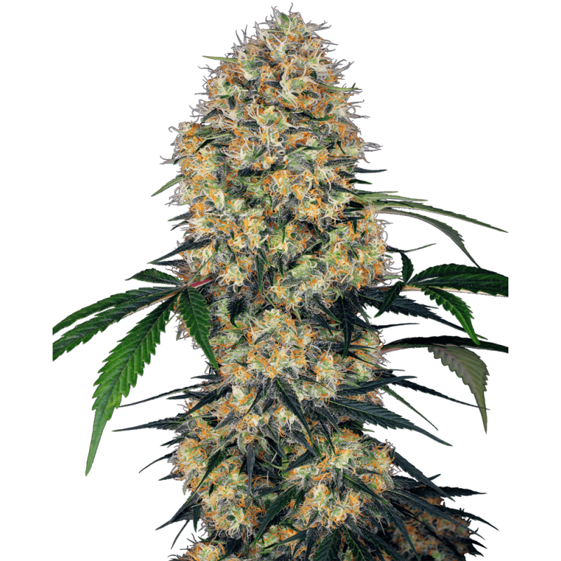 Sensi Amnesia XXL Autofiorente semi Sensi Seeds