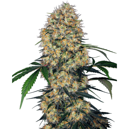 Sensi Amnesia XXL Autofiorente semi Sensi Seeds