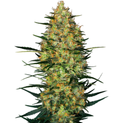 Caramellow Kush Autofiorente semi Sensi Seeds