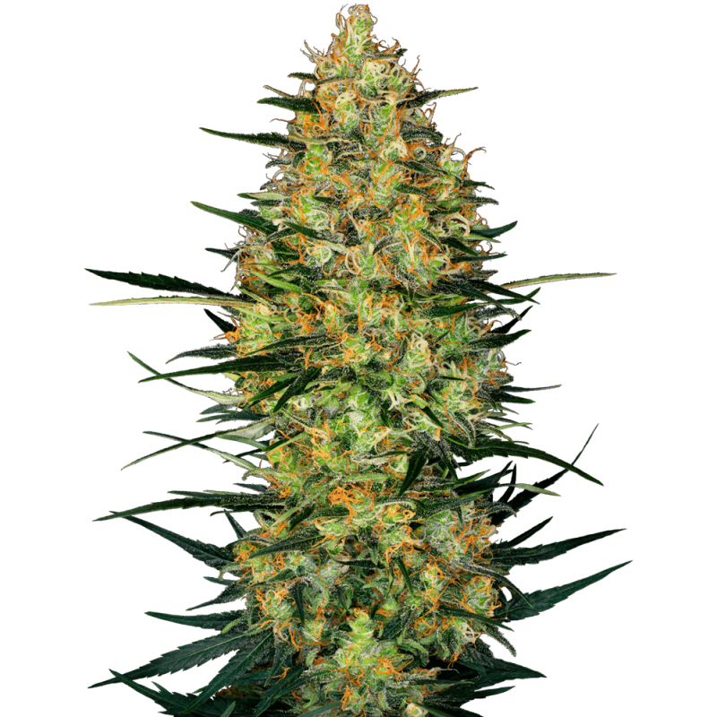 Caramellow Kush Autofiorente semi Sensi Seeds