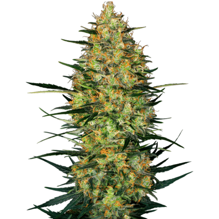 Caramellow Kush Autofiorente semi Sensi Seeds