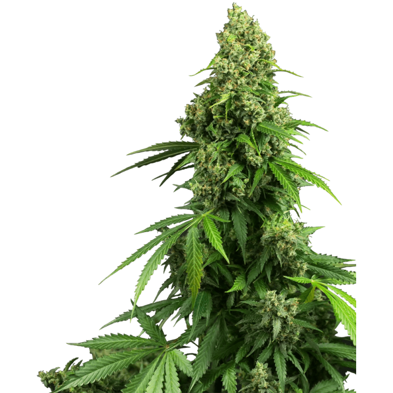 Honey Melon Kush Autofiorente semi Sensi Seeds