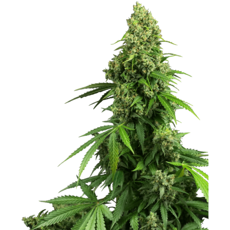 Honey Melon Kush Autofiorente semi Sensi Seeds