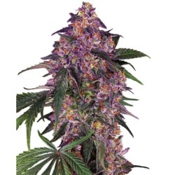 Sensi Purple Kush Femminizzata semi Sensi Seeds
