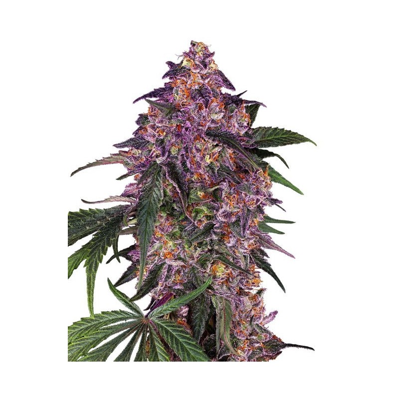 Sensi Purple Kush Femminizzata semi Sensi Seeds