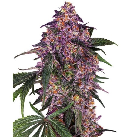 Sensi Purple Kush Femminizzata semi Sensi Seeds