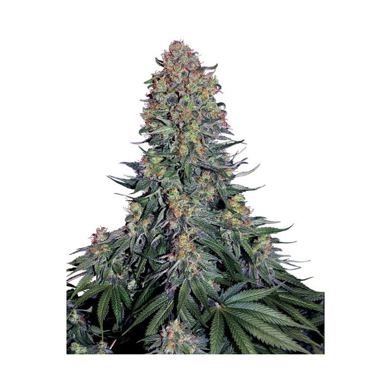 Blue Skunk Femminizzata semi Sensi Seeds