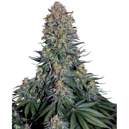 Blue Skunk Femminizzata semi Sensi Seeds
