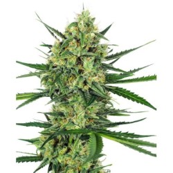 Tangerine Sugar Femminizzata semi Sensi Seeds