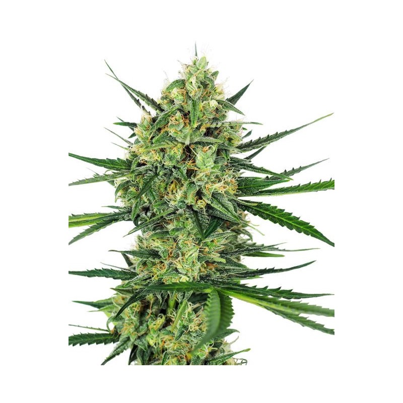 Tangerine Sugar Femminizzata semi Sensi Seeds