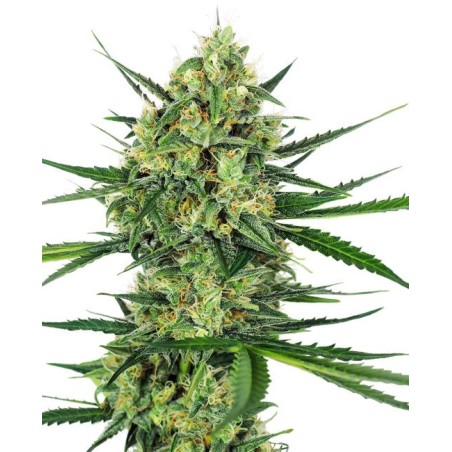 Tangerine Sugar Femminizzata semi Sensi Seeds