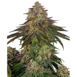 Sweet Cherry Kush Femminizzata semi Sensi Seeds