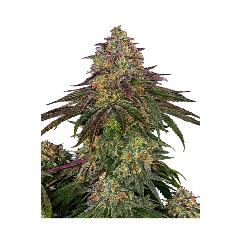 Sweet Cherry Kush Femminizzata semi Sensi Seeds