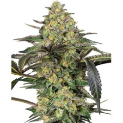 Grapevine Candy Femminizzata semi Sensi Seeds