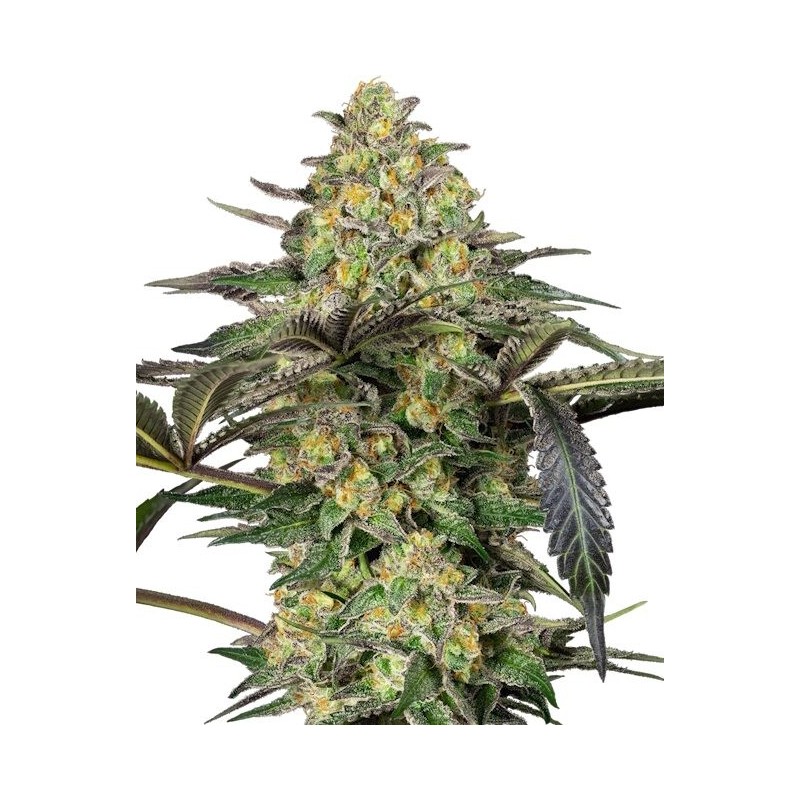 Grapevine Candy Femminizzata semi Sensi Seeds