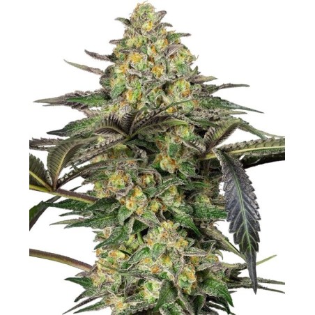 Grapevine Candy Femminizzata semi Sensi Seeds