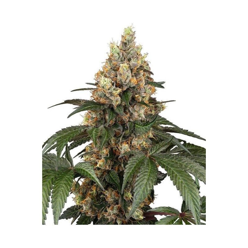 Chocolate Rainbow XXL Femminizzata semi Sensi Seeds