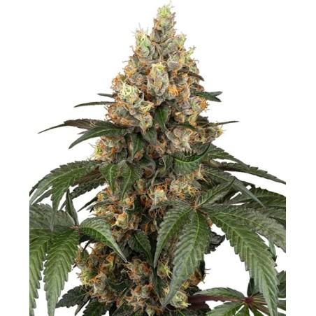 Chocolate Rainbow XXL Femminizzata semi Sensi Seeds