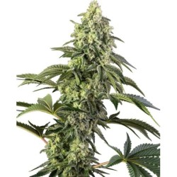 Cosmic Kiss Femminizzata semi Sensi Seeds