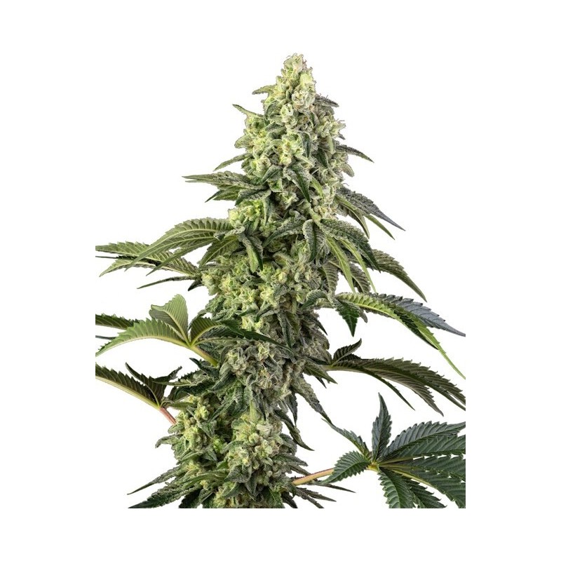 Cosmic Kiss Femminizzata semi Sensi Seeds