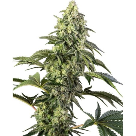 Cosmic Kiss Femminizzata semi Sensi Seeds