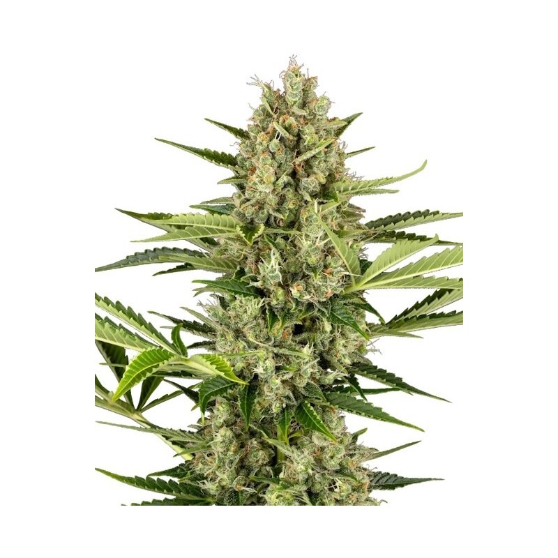 Jack Herer Autofiorente semi Sensi Seeds