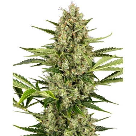 Jack Herer Autofiorente semi Sensi Seeds