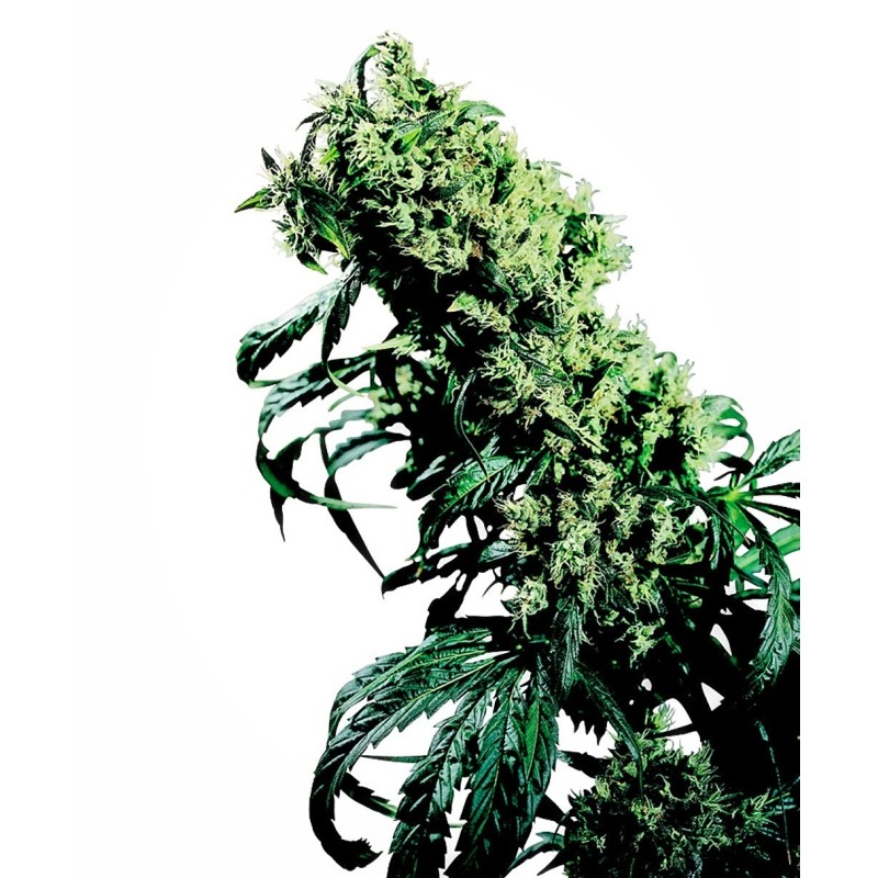 Northern Lights numero 5 x Haze Regolare semi Sensi Seeds