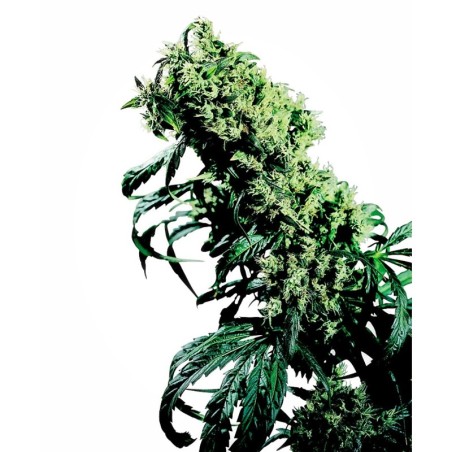 Northern Lights numero 5 x Haze Regolare semi Sensi Seeds