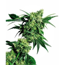 Mr Nice G13 x Hash Plant Regolare semi Sensi Seeds