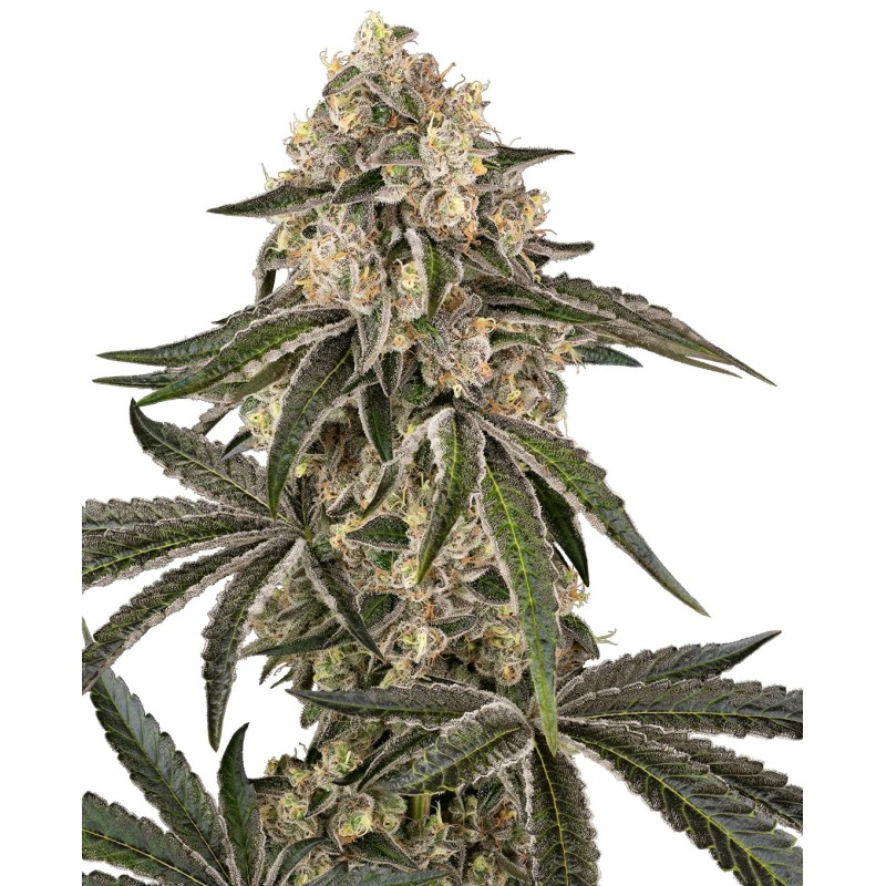 Sunset Peach Femminizzata - Sensi Seeds