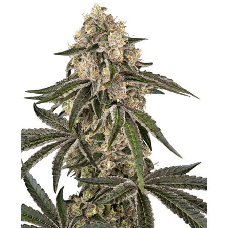 Sunset Peach Femminizzata - Sensi Seeds