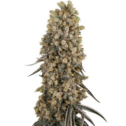 Atomic Blue Dream Femminizzata - Sensi Seeds