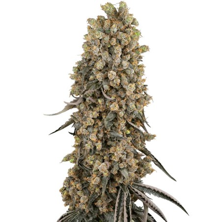Atomic Blue Dream Femminizzata - Sensi Seeds