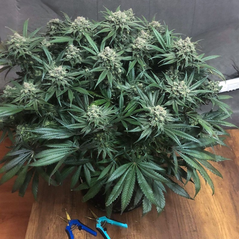 Blueberry