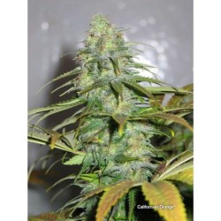Californian Orange