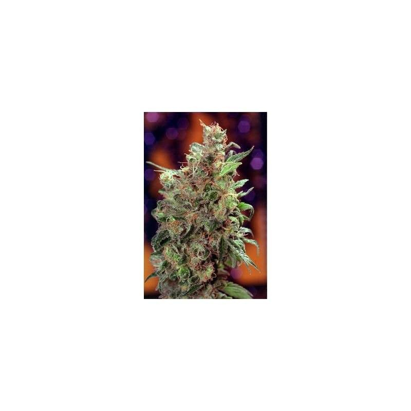 Californian Orange