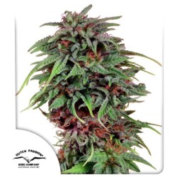 Durban Poison
