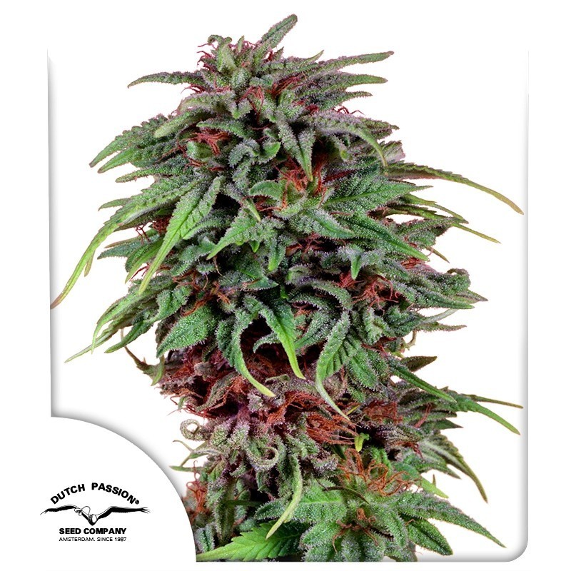 Durban Poison