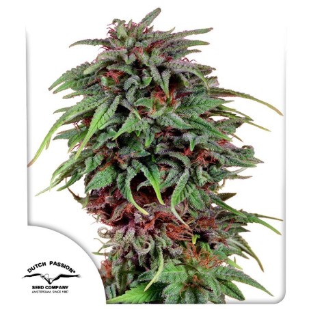 Durban Poison