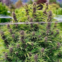 Frisian Dew