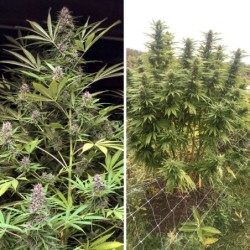 Frisian Dew