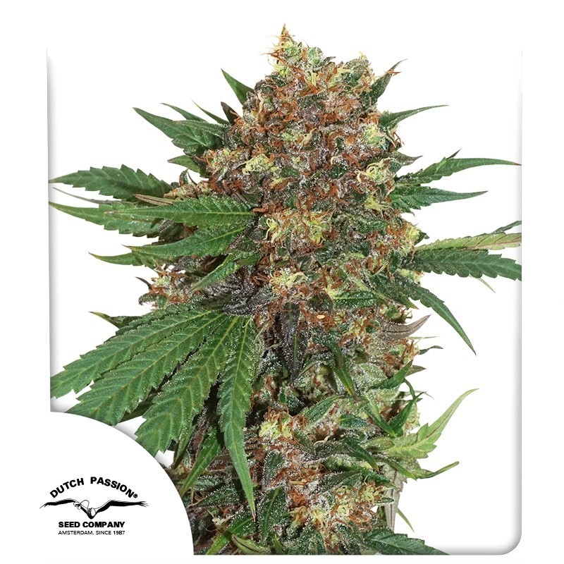 Master Kush