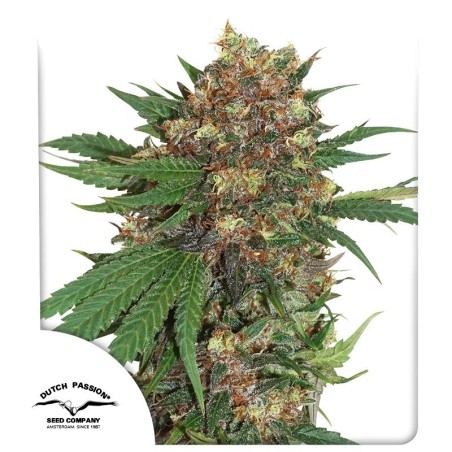 Master Kush