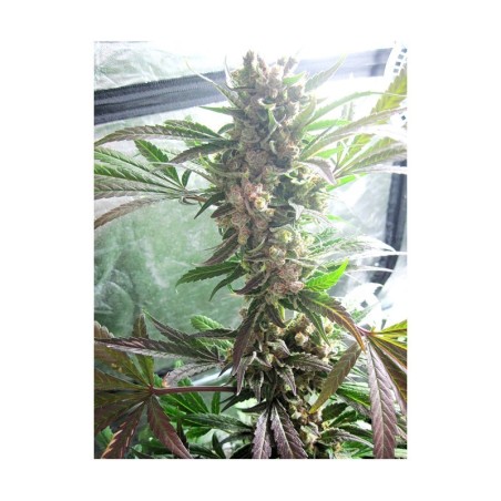Master Kush