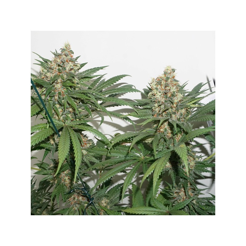 Master Kush