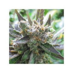 Master Kush